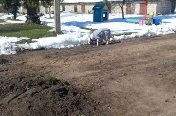 Найдена собака, , фото: Собака найдена: Р93, Дашковский Совет