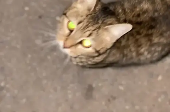 Найдена кошка, Волгоград, фото: Найдена кошка, ул. Лавочкина, 10, Волгоград