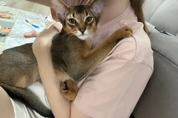 Кошки потеряшки, Мелеуз, фото: Потеряшка кошка, Садовая ул., 12, Мелеуз