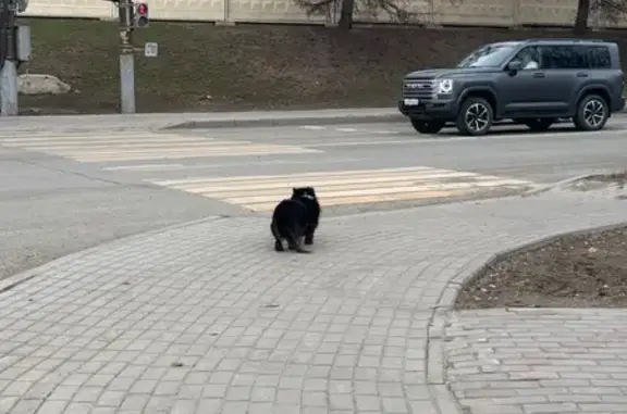 Собака найдена: ул. Дзержинского, 68А