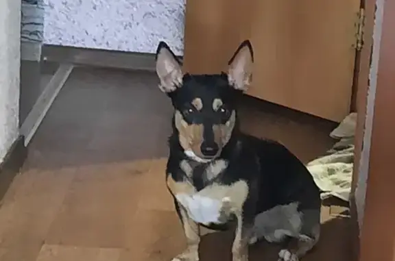 Собака найдена на Коробова 8, Магнитогорск