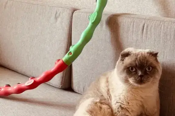 Кошки потеряшки, Таганрог, фото: Потеряшка кошка, Энергетическая ул., Таганрог