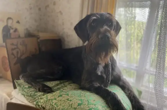 Собаки потеряшки, Ярославская область, фото: Потеряшка собака в Охотинском поселении