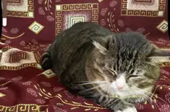 Кошки потеряшки, Сясьстрой, фото: Потеряшка слепая кошка, ул. 1 Мая, 25