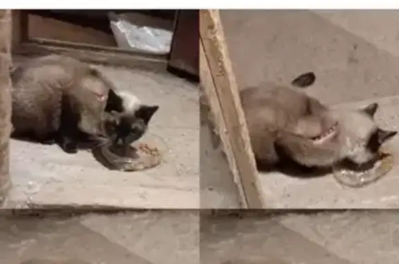 Найдена кошка, ул. 25-летия, 25А, Братск