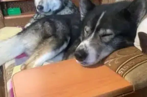 Собаки потеряшки, Конь, фото: Потеряшка собака, Алмазная 22, Конское