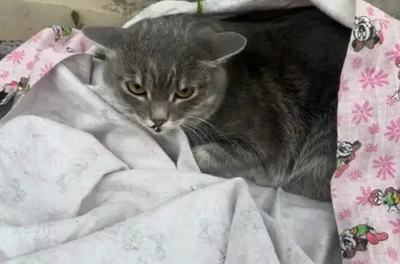 Найдена кошка, Красноярск, фото: Найдена кошка, ул. С. Лазо, 36, Красноярск