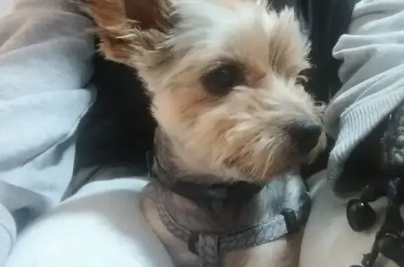 Найдена собака, Волгоград, фото: Собака найдена: Софийская ул., 6, Волгоград