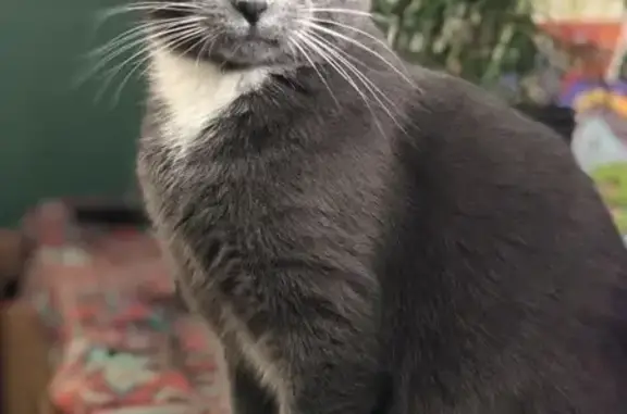 Найдена кошка, Новосибирская 31, Красноярск