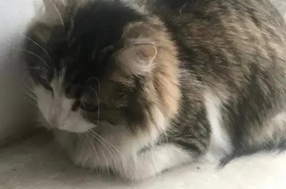 Кошка найдена, ул. 60 лет Октября, 56А