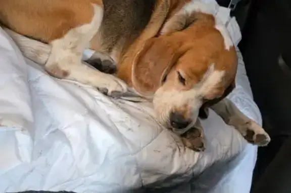 Найдена собака, Электросталь, фото: Бигель найден: Юбилейная ул., Электросталь