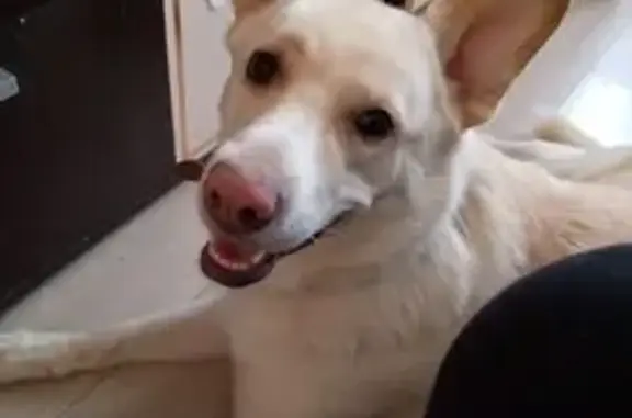 Собаки потеряшки, Воскресенск, фото: Потеряшка собака, Октябрьская 18, Воскресенск