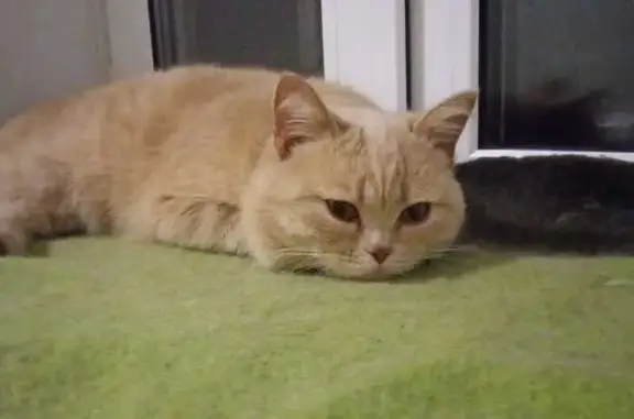 Найдена кошка, Шадринск, фото: Найдена кошка на Развина, 106, Шадринск