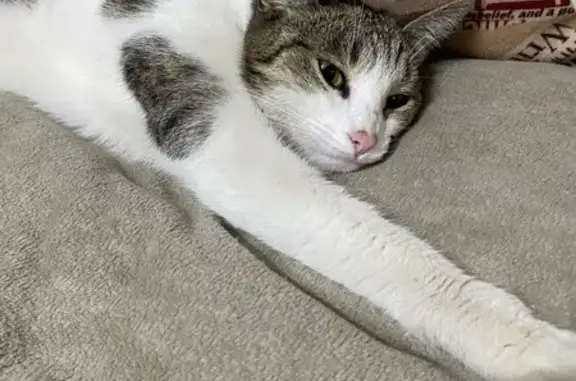 Кошки потеряшки, Алматы, фото: Потеряшка кошка, ул. Клара Цеткин, 1/4