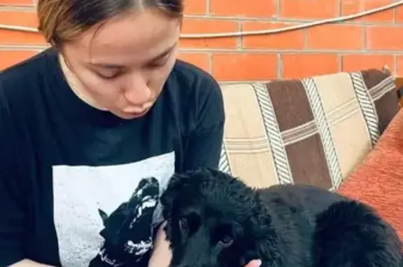 Пропала собака, Ивовая ул., 22, Тимашёвск