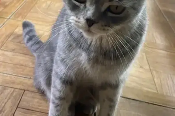 Объявления о пропавших и найденных животных, Нижний Тагил, фото: Пропала кошка, Верхняя ул. 6, Н. Тагил