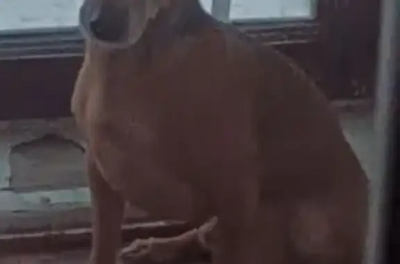 Пропала собака, ул. Лермонтова 11, Павлодар