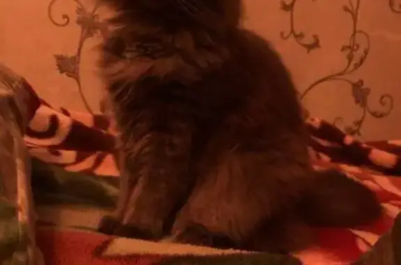 Кошки потеряшки, Игра, фото: Потеряшка кошка Юся, Игра, ул. 19