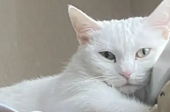 Кошки потеряшки, Москва, фото: Потеряшка кошка, ул. Ватутина, 5 к1, Москва