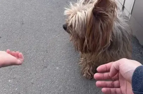 Собака найдена на Кронштадтской, 84