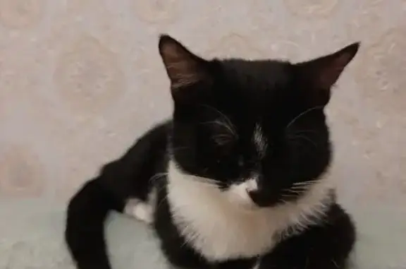 Кошки потеряшки, Нижний Новгород, фото: Потеряшка кошка, Луганская 1, Н. Новгород