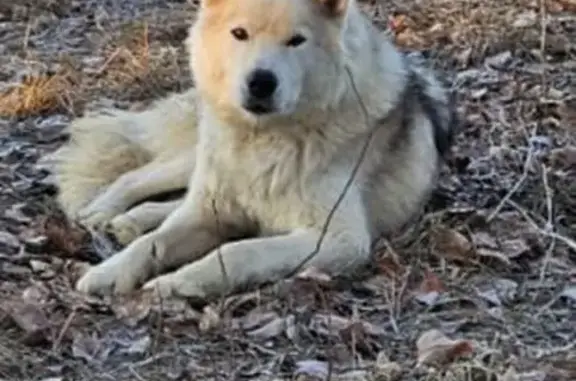 Собаки потеряшки, Вольск, фото: Потеряшка собака, ул. Здравоохранения, 48