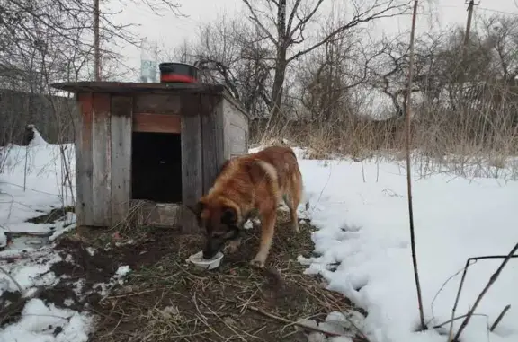 Найдена собака, ДРСУ-5, фото: Найдена собака: Беларусь, Смоленская область