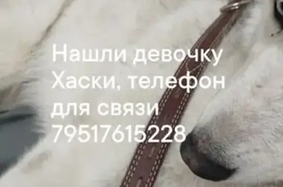 Собака найдена: пр. Хмельницкого, 78Б, Белгород