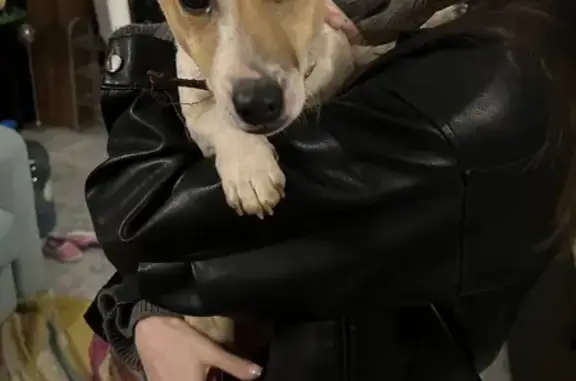 Найденные животные Тульская область, фото: Щенок найден: Рассвет, Тульская обл.