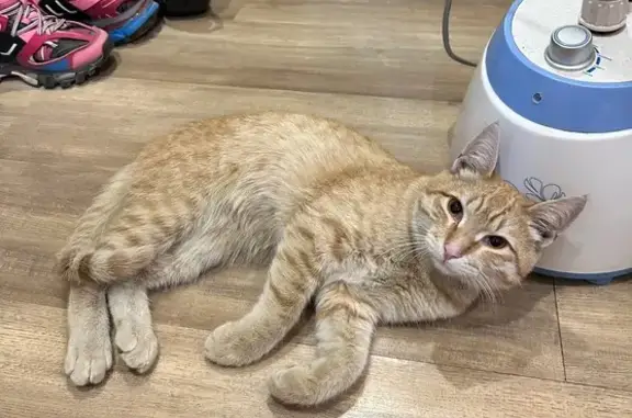 Кошка найдена у ТЦ Космопорт, ул. Дыбенко