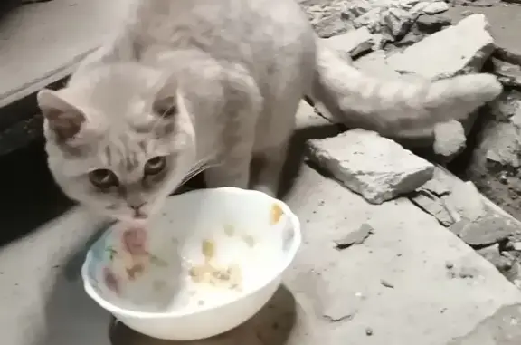 Найдена кошка, Минеральные Воды, фото: Кошка найдена: ул. Свободы 1, Мин. Воды