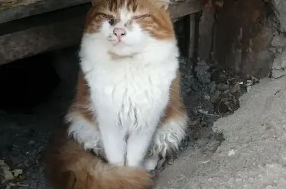 Найдена кошка, Аксай, фото: Кошка найдена: пр. Ленина, 38, Аксай