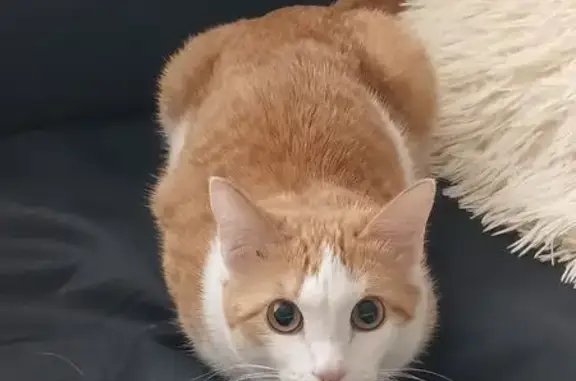 Кошка найдена: Нижний проезд, 6, Оренбург