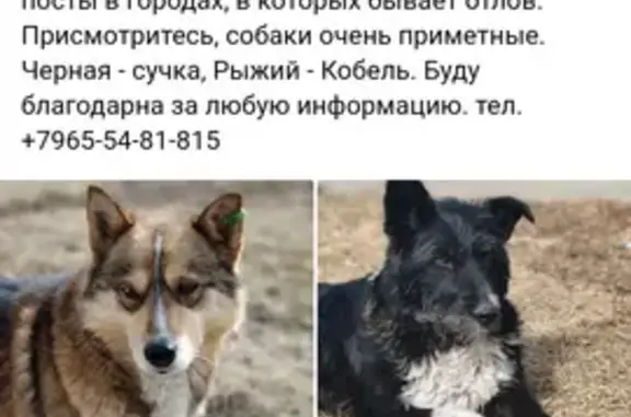 Собака найдена, ул. Красных Орлов, 99