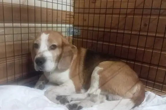 Найдена собака, Электросталь, фото: Собака найдена: Тропа вдоль болота, Электросталь