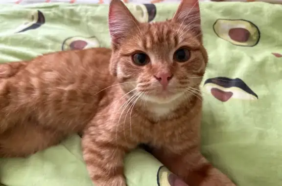 Найденные животные Тверь, фото: Кошка найдена, Ярославская ул., 4, Тверь