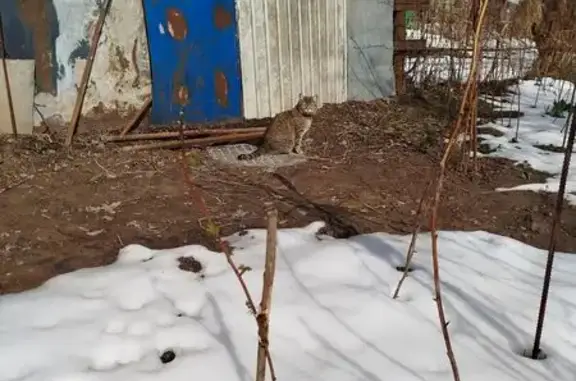 Объявления о пропавших и найденных животных, Москва, фото: Кошка найдена: 2-й Миргородский пер., 3, Москва