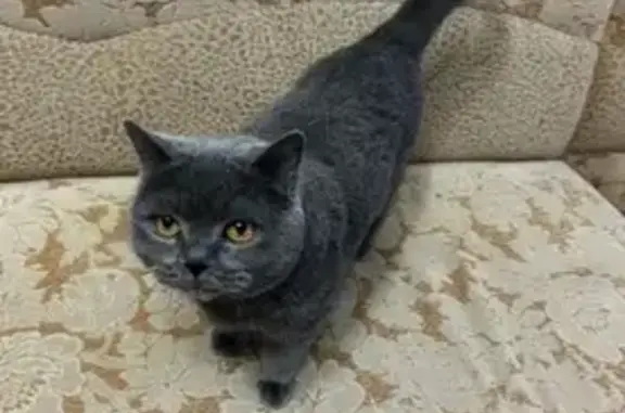 Объявления о пропавших и найденных животных, Киров, фото: Пропала кошка, Лепсе 37, Киров