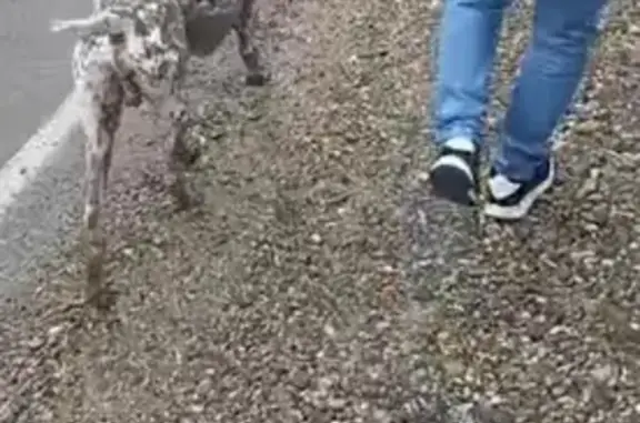 Собака на Промышленной, 19, Абрау-Дюрсо