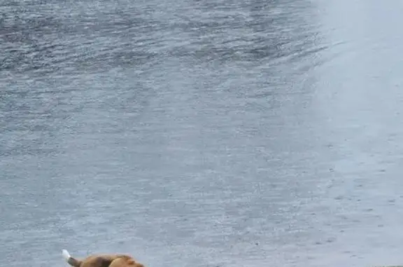 Собака найдена на Карла Маркса, 27