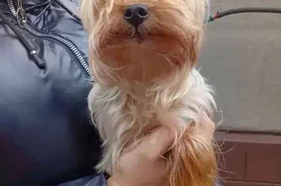 Найдена собака, ул. Алексеевского, 132