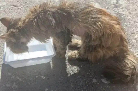 Кошка найдена: ул. Баумана, 65, Ростов-на-Дону