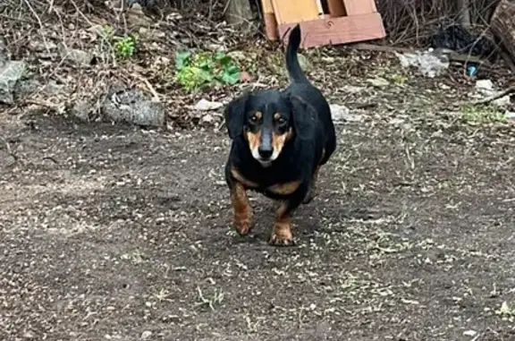 Найдена собака у пр. Победа Революции, 130Г