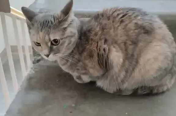 Кошка найдена: ул. Адоратского, 13, Казань
