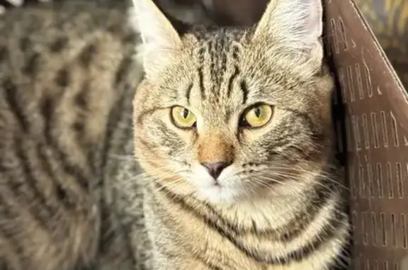 Кошки потеряшки, Прокопьевск, фото: Потеряшка кошка, Ленина 23Б, Прокопьевск