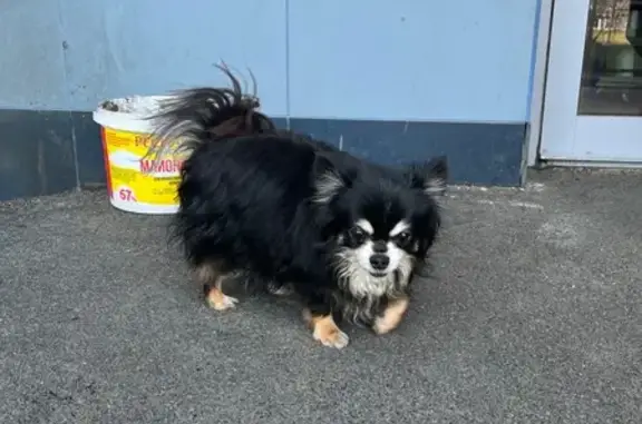 Найдена собака, Москва, фото: Собака найдена: ул. Акад. Янгеля, 2, Москва