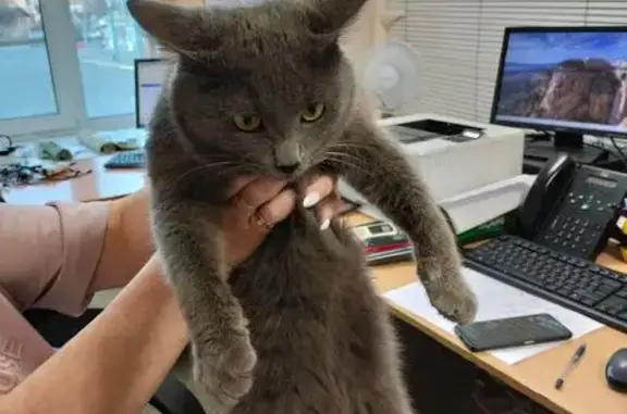 Кошка найдена: Блюхера 21, Челябинск