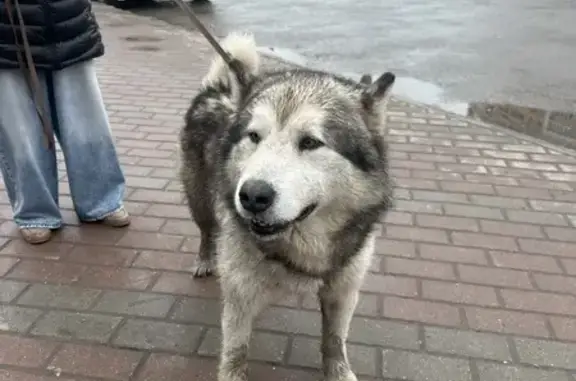 Маламут найден: ул. Стаханова, 36, Липецк