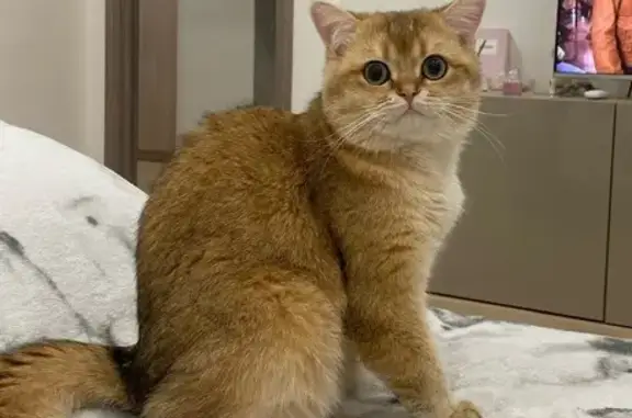 Потерянные животные Чебаркуль, фото: Пропала кошка, Комсомольская 116, Чебаркуль