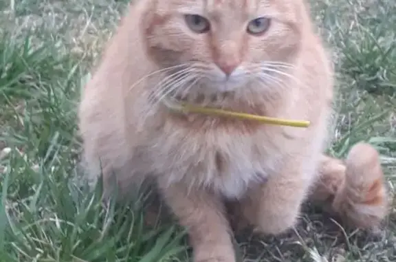 Кошка найдена: ул. Макеева, 42, Орша